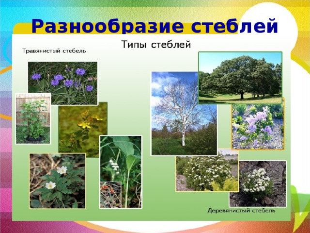 Разнообразие стеблей 