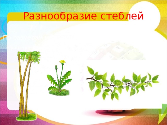 Разнообразие стеблей По размерам междоузлий Удлиненный побег Укороченный побег Смешанные побеги Ты, конечно, помнишь, что по размерам междоузлий побеги бывают удлиненные и укороченные. Стебель удлиненного побега состоит из узлов и междоузлий, а стебель укороченного побега – только из узлов. Форма стеблей разных растений может значительно отличаться. Так, стебель папируса, растущего по берегам Нила, имеет в поперечном сечении форму треугольника. А стебель душистого горошка 