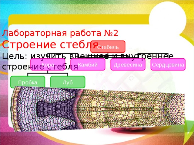   Лабораторная работа №2  Строение стебля.  Цель: изучить внешнее и внутреннее строение стебля Стебель Сердцевина Камбий Древесина Кора Пробка Луб Такое количество функций, которые выполняет стебель, возможно только при сложном внутреннем строении. Вот наш микроскоп, а вот срез молодой ветки дерева. Рассмотрим ветку, которой 2-3 года. Смотрите, слушайте и запоминайте. Стебель взрослого растения состоит из следующих слоев клеток:  кора (состоит из пробки и луба);  камбий;  древесина;  сердцевина.  