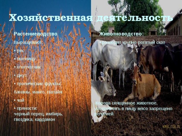 Хозяйственная деятельность Растениеводство Выращивают: Животноводство:  рис  пшеницу  хлопчатник  джут  тропические фрукты:  разводят крупно-рогатый скот бананы, манго, папайя  чай  пряности: черный перец, имбирь, гвоздика, кардамон  Корова священное животное, употреблять в пищу мясо запрещено религией. 