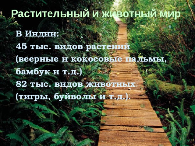 Растительный и животный мир  В Индии: 45 тыс. видов растений (веерные и кокосовые пальмы, бамбук и т.д.) 82 тыс. видов животных (тигры, буйволы и т.д.). 