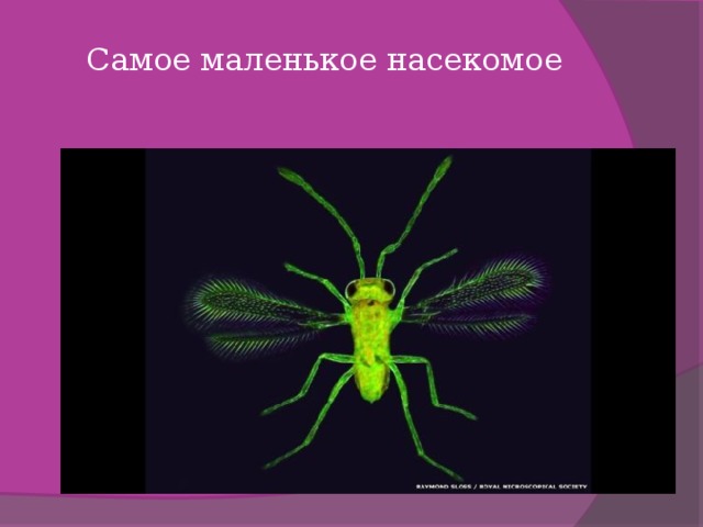   Самое маленькое насекомое   