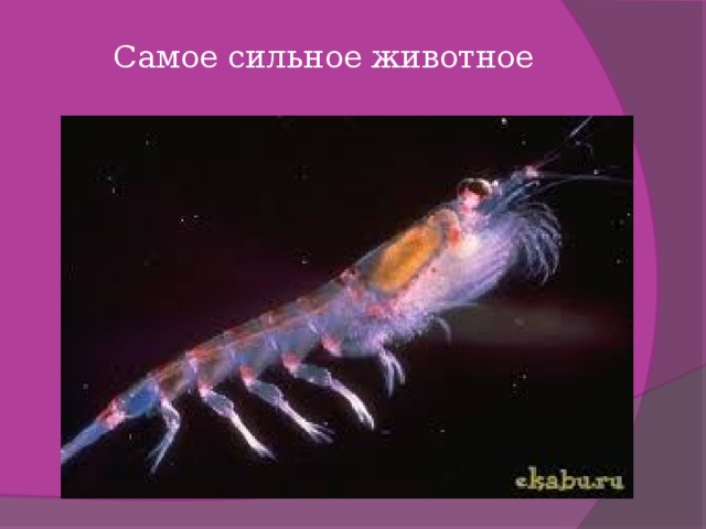 Самое сильное животное   