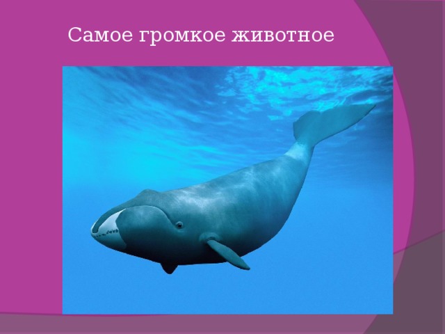 Самое громкое животное   