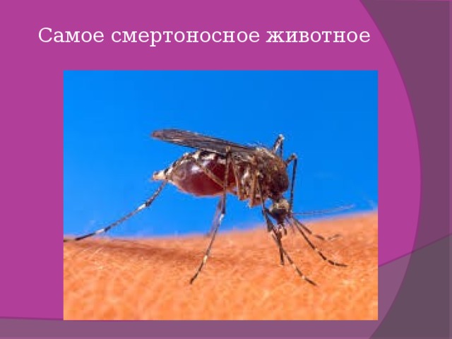 Самое смертоносное животное   