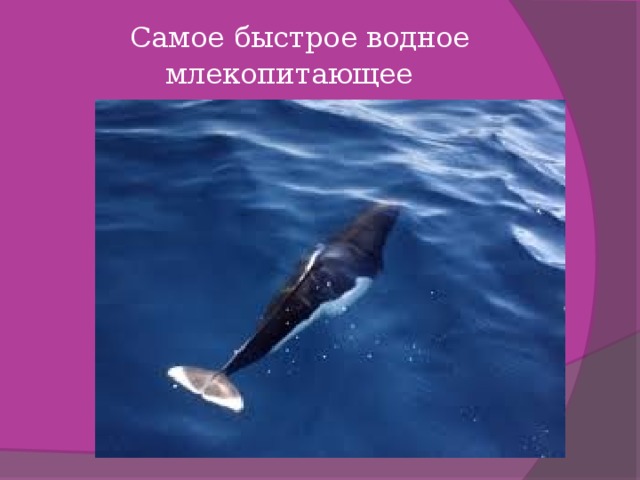   Самое быстрое водное млекопитающее    