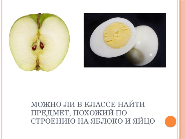 Можно ли в классе найти предмет, похожий по строению на яблоко и яйцо  