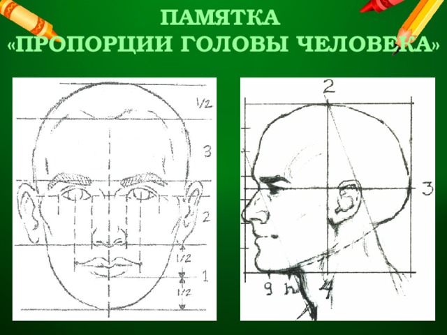ПАМЯТКА «ПРОПОРЦИИ ГОЛОВЫ ЧЕЛОВЕКА»   