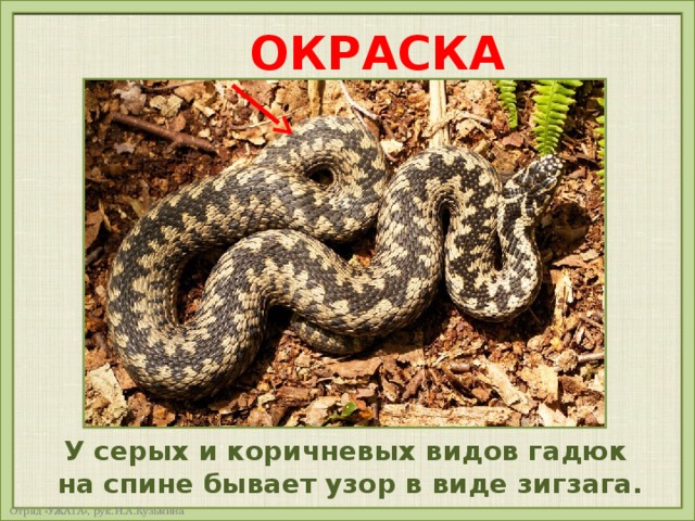 ОКРАСКА У серых и коричневых видов гадюк на спине бывает узор в виде зигзага. 