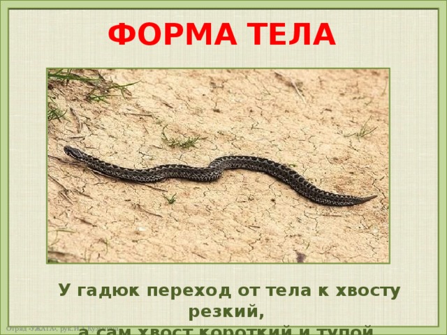 ФОРМА ТЕЛА У гадюк переход от тела к хвосту резкий, а сам хвост короткий и тупой. 