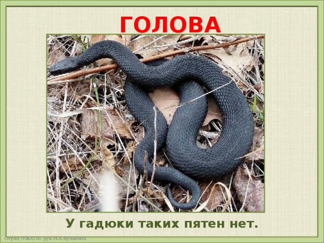 ГОЛОВА У гадюки таких пятен нет. 