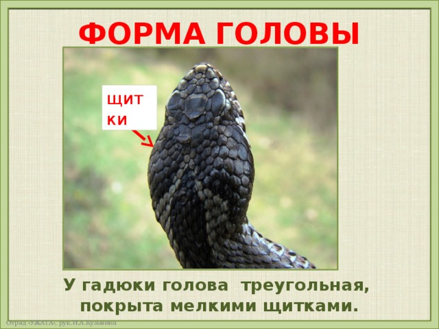 ФОРМА ГОЛОВЫ щитки У гадюки голова треугольная, покрыта мелкими щитками. 