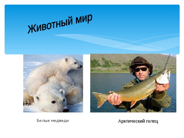  Белые медведи Арктический голец 