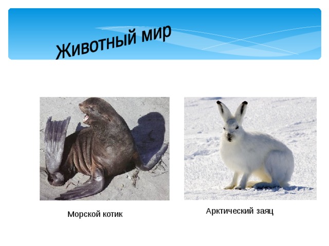  Арктический заяц  Морской котик 
