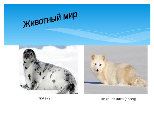 Тюлень  Полярная лиса (песец) 