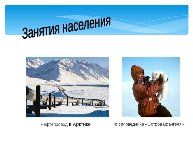  Нефтепровод в Арктике Из заповедника «Остров Врангеля» 
