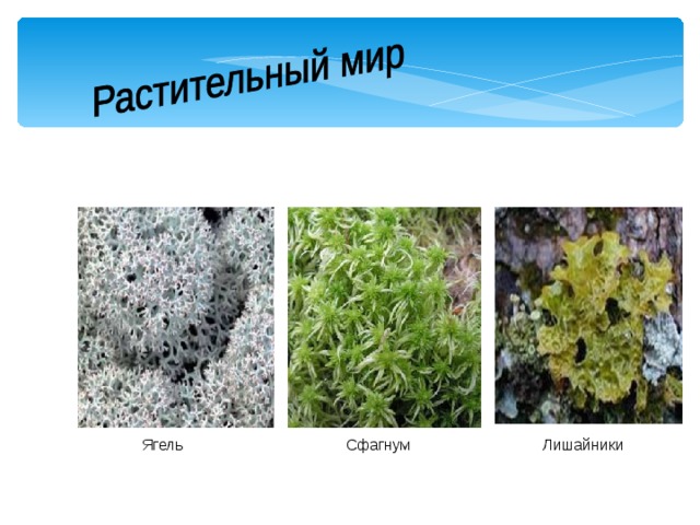  Ягель  Сфагнум Лишайники 