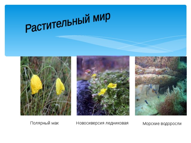  Полярный мак  Новосиверсия ледниковая  Морские водоросли 