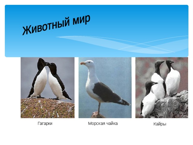  Гагарки  Морская чайка Кайры 