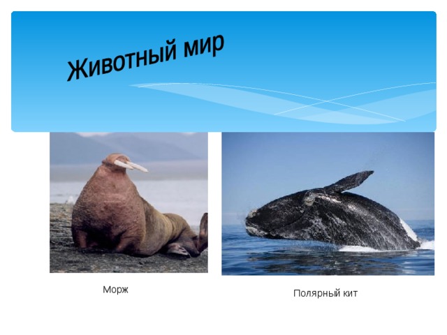  Морж Полярный кит 