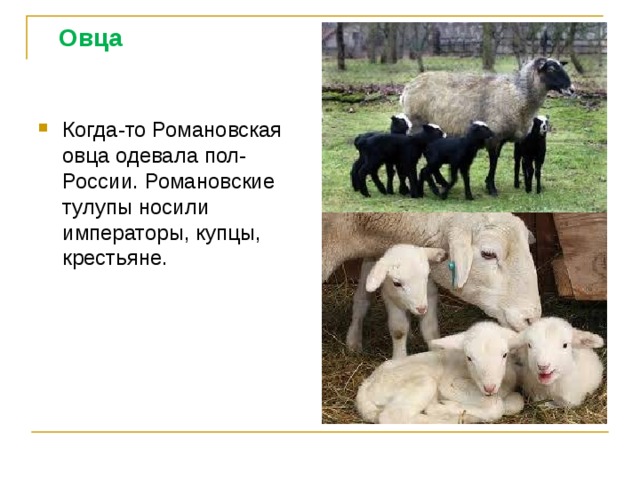  Овца Когда-то Романовская овца одевала пол- России. Романовские тулупы носили императоры, купцы, крестьяне. 