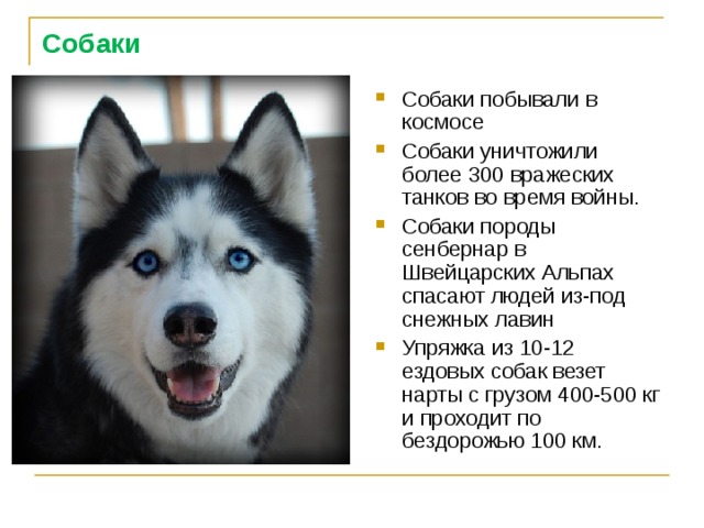 Собаки  Собаки побывали в космосе Собаки уничтожили более 300 вражеских танков во время войны. Собаки породы сенбернар в Швейцарских Альпах спасают людей из-под снежных лавин Упряжка из 10-12 ездовых собак везет нарты с грузом 400-500 кг и проходит по бездорожью 100 км.  