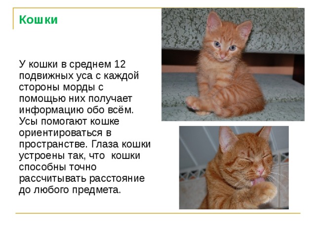 Кошки У кошки в среднем 12 подвижных уса с каждой стороны морды с помощью них получает информацию обо всём. Усы помогают кошке ориентироваться в пространстве. Глаза кошки устроены так, что кошки способны точно рассчитывать расстояние до любого предмета. 