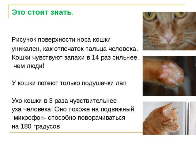 Это стоит знать . Рисунок поверхности носа кошки уникален, как отпечаток пальца человека . Кошки чувствуют запахи в 14 раз сильнее,  чем люди! У кошки потеют только подушечки лап Ухо кошки в 3 раза чувствительнее уха человека! Оно похоже на подвижный  микрофон- способно поворачиваться на 180 градусов 