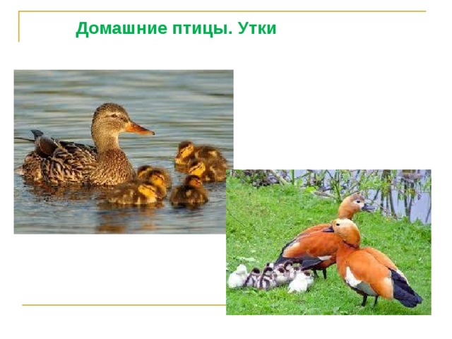  Домашние птицы. Утки 