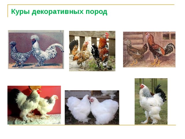 Куры декоративных пород 