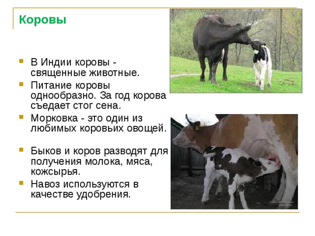Коровы В Индии коровы - священные животные. Питание коровы однообразно. За год корова съедает стог сена. Морковка - это один из любимых коровьих овощей.   Быков и коров разводят для получения молока, мяса, кожсырья . Навоз используются в качестве удобрения. 