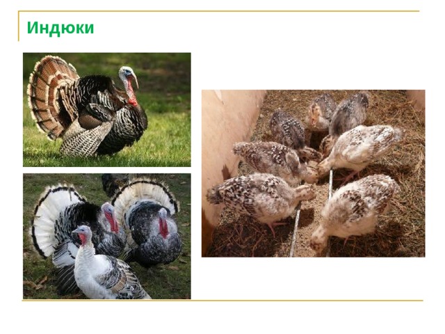 Индюки 