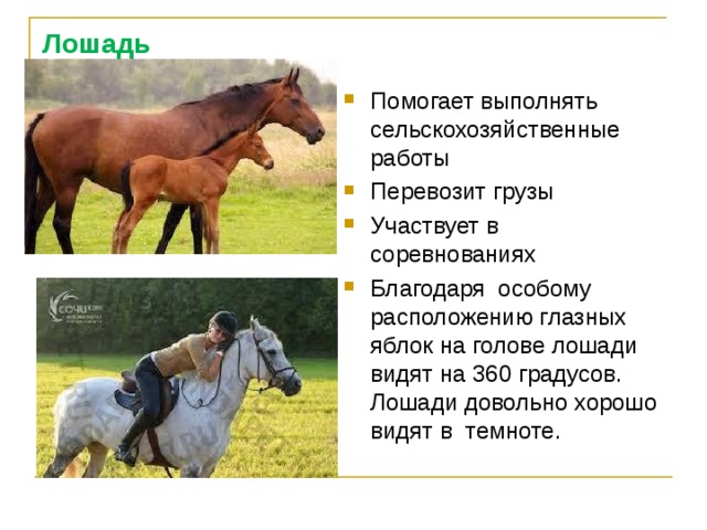 Лошадь Помогает выполнять сельскохозяйственные работы Перевозит грузы Участвует в соревнованиях Благодаря  особому расположению глазных яблок на голове лошади видят на 360 градусов. Лошади довольно хорошо видят в  темноте. 