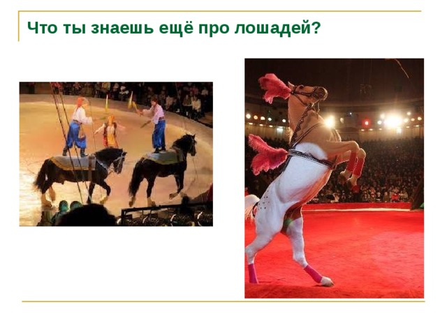 Что ты знаешь ещё про лошадей? 