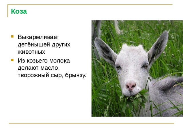 Коза Выкармливает детёнышей других животных Из козьего молока делают масло, творожный сыр, брынзу.  