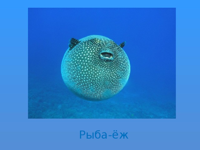 Рыба-ёж 