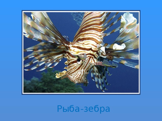 Рыба-зебра 