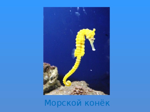 Морской конёк 