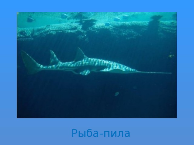 Рыба-пила 