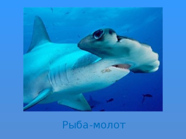 Рыба-молот 