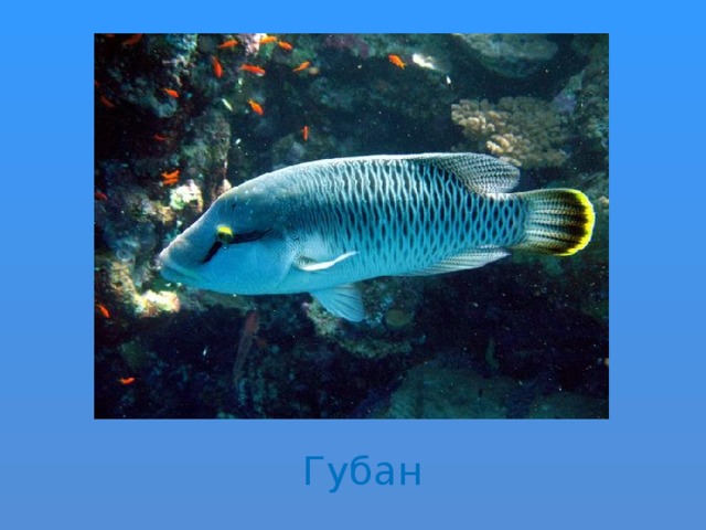 Губан 