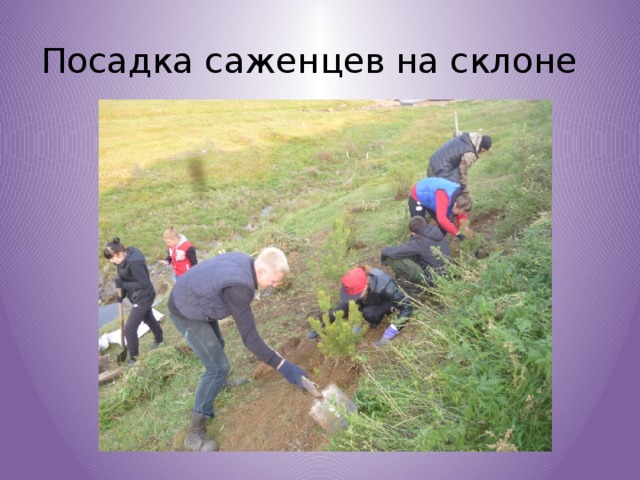 Посадка саженцев на склоне 