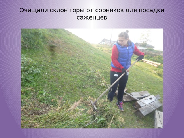 Очищали склон горы от сорняков для посадки саженцев   