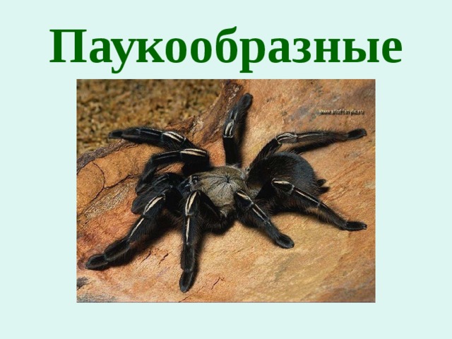 Паукообразные