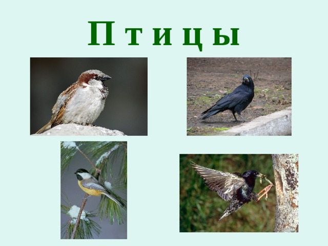 П т и ц ы