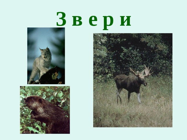 З в е р и