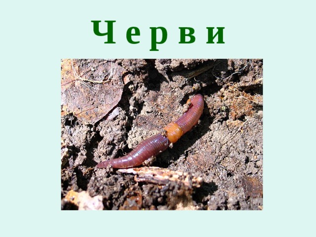 Ч е р в и