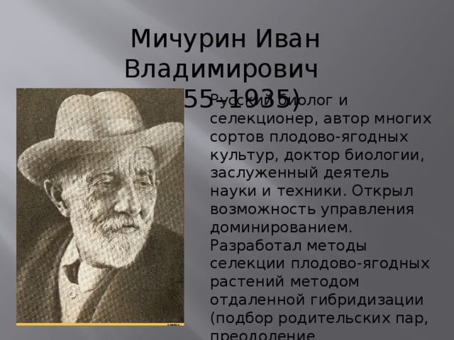 Мичурин Иван Владимирович (1855–1935) Русский биолог и селекционер, автор многих сортов плодово-ягодных культур, доктор биологии, заслуженный деятель науки и техники. Открыл возможность управления доминированием. Разработал методы селекции плодово-ягодных растений методом отдаленной гибридизации (подбор родительских пар, преодоление нескрещиваемости и др.) 