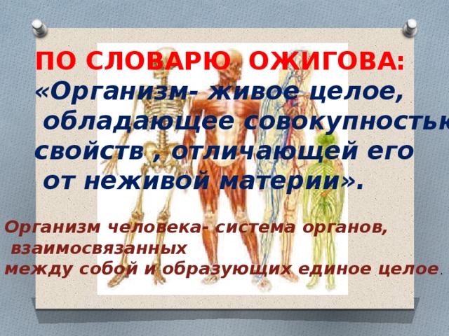 ПО СЛОВАРЮ ОЖИГОВА: «Организм- живое целое,  обладающее совокупностью свойств , отличающей его  от неживой материи». Организм человека- система органов,  взаимосвязанных между собой и образующих единое целое . 