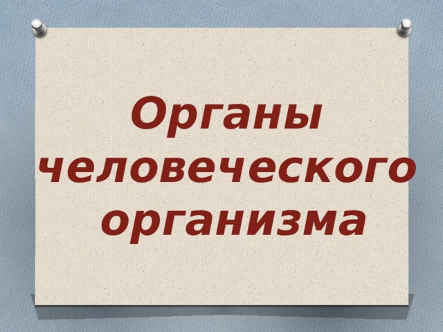 Органы  человеческого  организма 